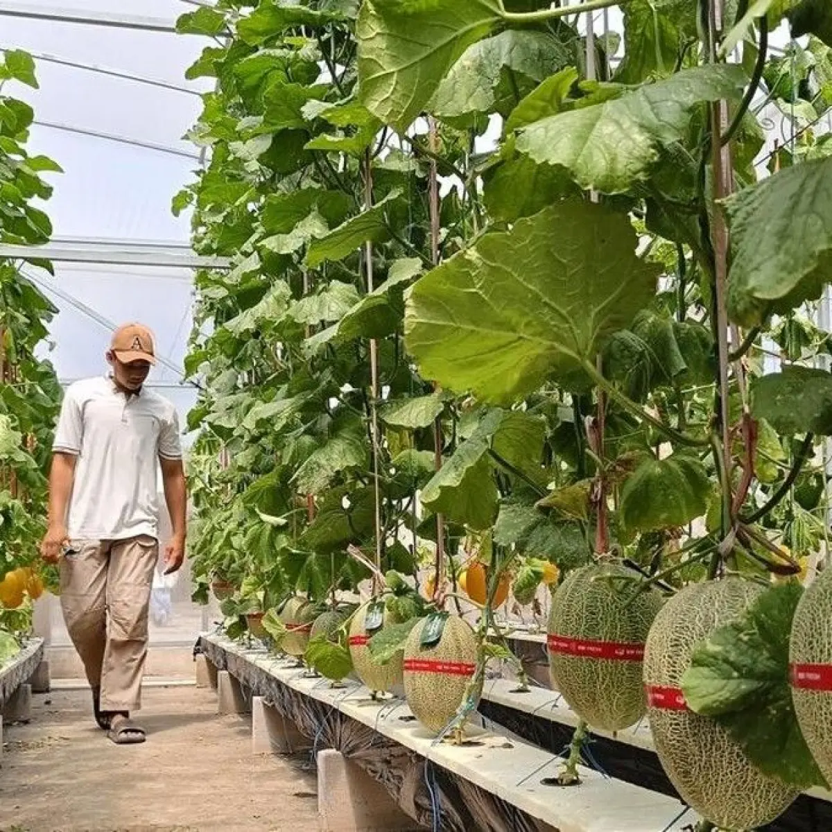 Menara Farm Lumajang Tawarkan Pengalaman Unik Wisata Petik Melon Hidroponik