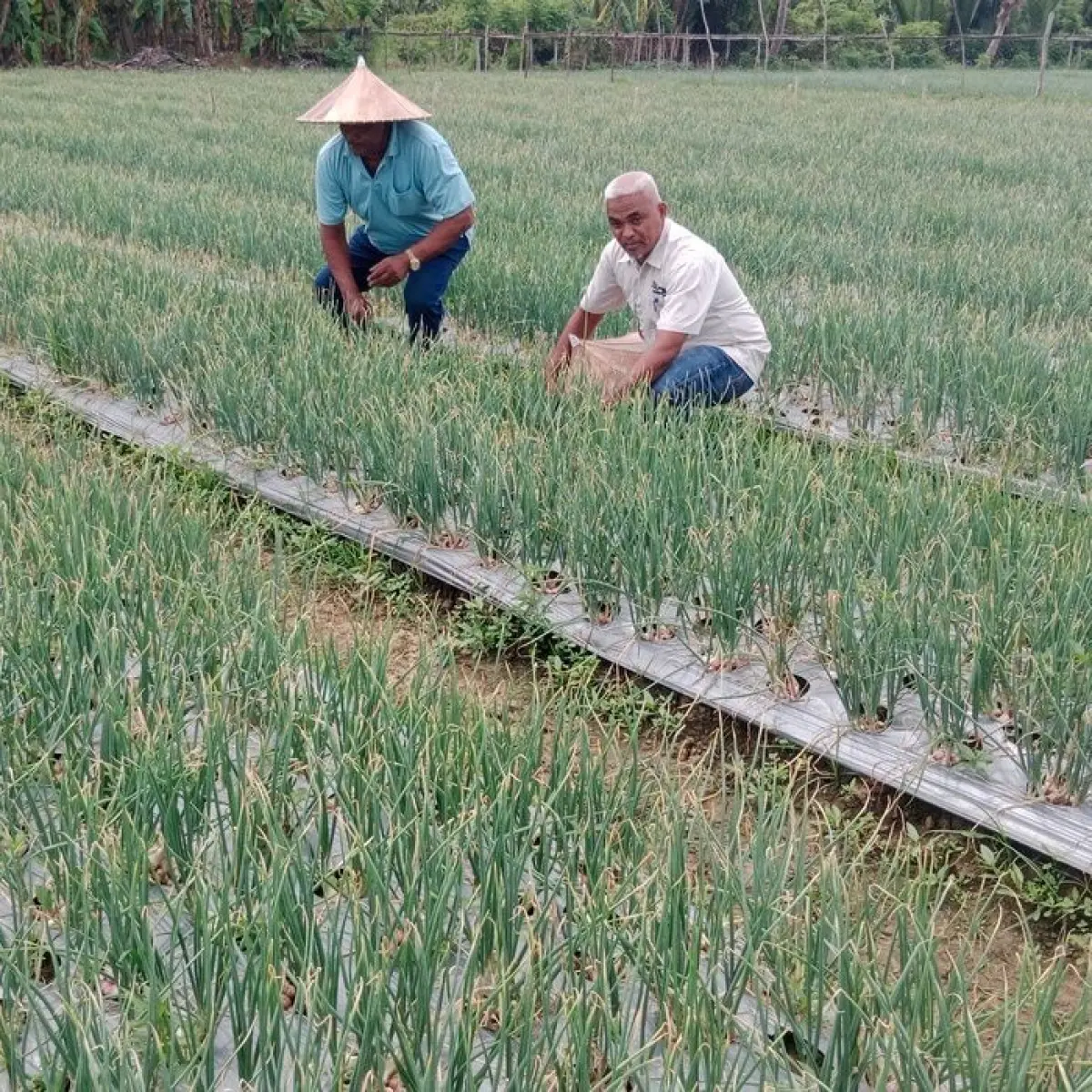 Strategi Bertahan Petani Bawang Merah di Pidie Hadapi Anjloknya Harga Pasar