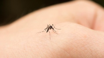 Solusi Alami Mengatasi Nyamuk di Rumah dengan Tanaman Hias yang Estetik