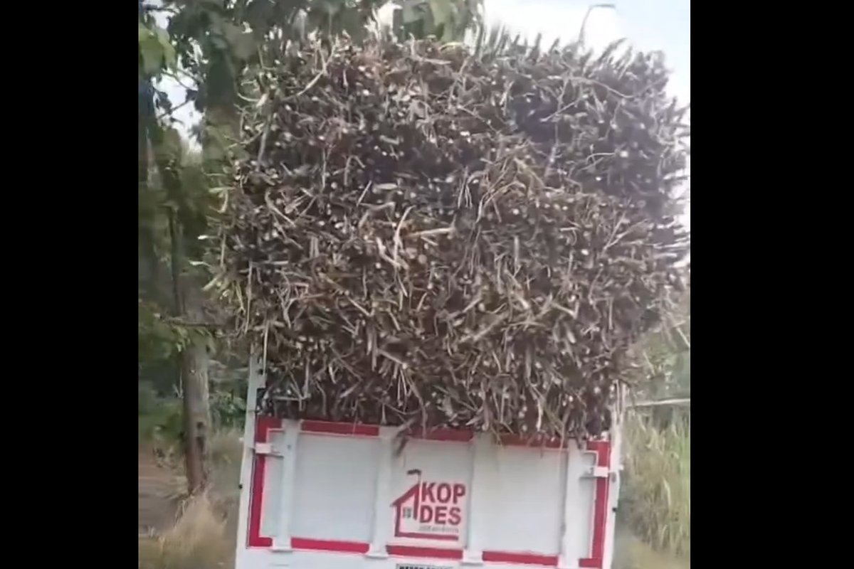 Truk Kopdes Srawung Sragen Angkut Tebu di Tengah Ketidakjelasan Aturan, Warganet Bertanya
