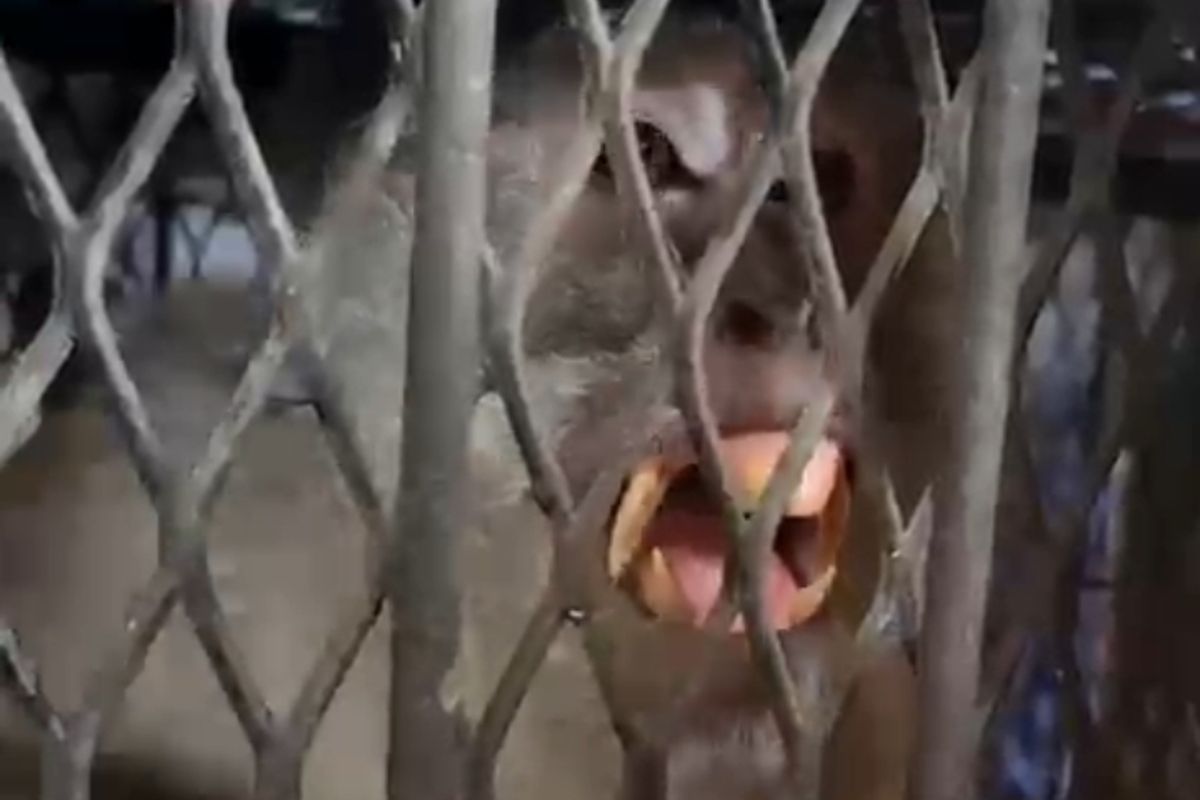 Monyet yang diduga menyerang warga Kota Tembilahan, Inhil, Riau, saat diamankan di dalam kerangkeng untuk dibawa ke BBKSDA Riau di Pekanbaru, Kamis (6/8/2026).(KOMPAS.COM/Dok. BBKSDA Riau.)