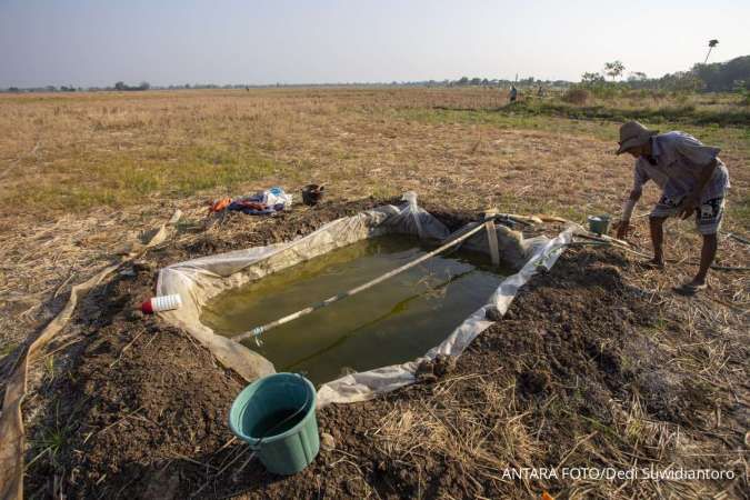 Ancaman El Nino: Nasib Asuransi Usaha Tani Padi di Ujung Tanduk