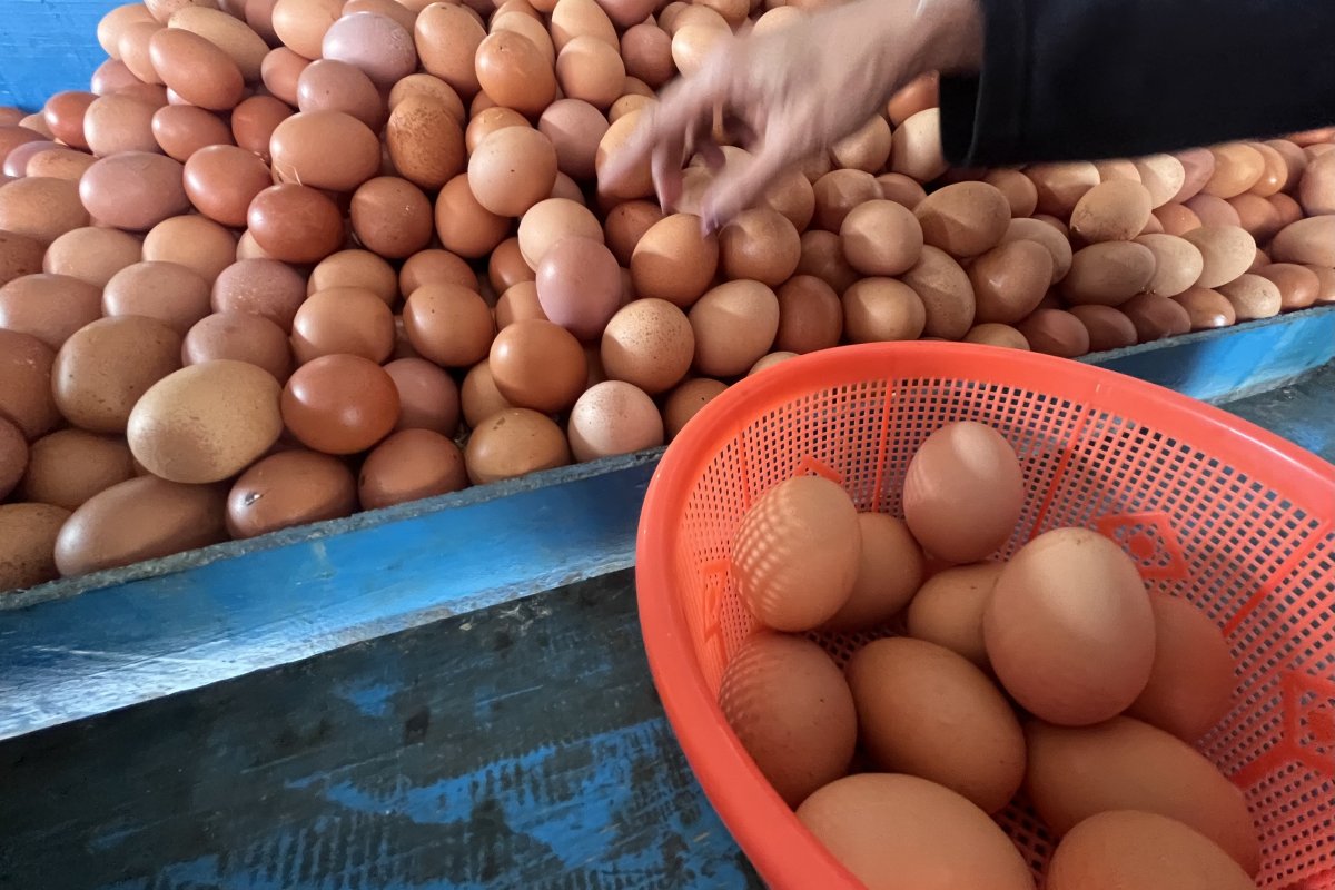 Pemerintah Andalkan Program Makan Bergizi Gratis untuk Dongkrak Harga Telur Peternak