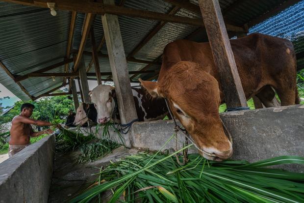 Investasi Rp44,7 T ke Perusahaan Daging Asing Picu Pertanyaan Peternak Lokal