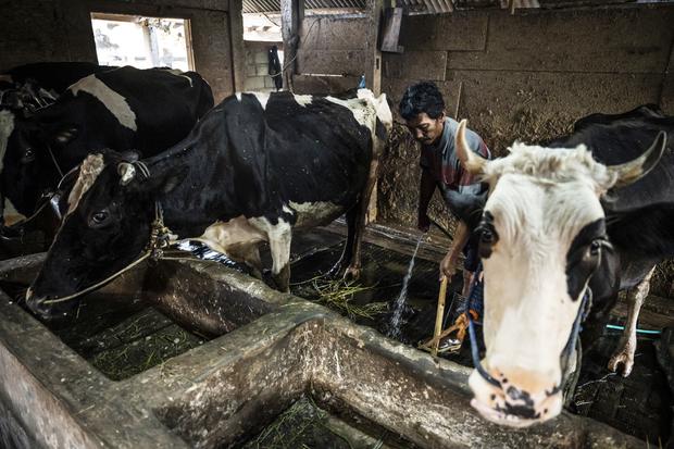 Peternak membersihakan kadang sapi perah di kawasan peternakan sapi perah Desa Sumurrejo, Gunungpati, Semarang, Jawa Tengah, Minggu (19/7/2026).