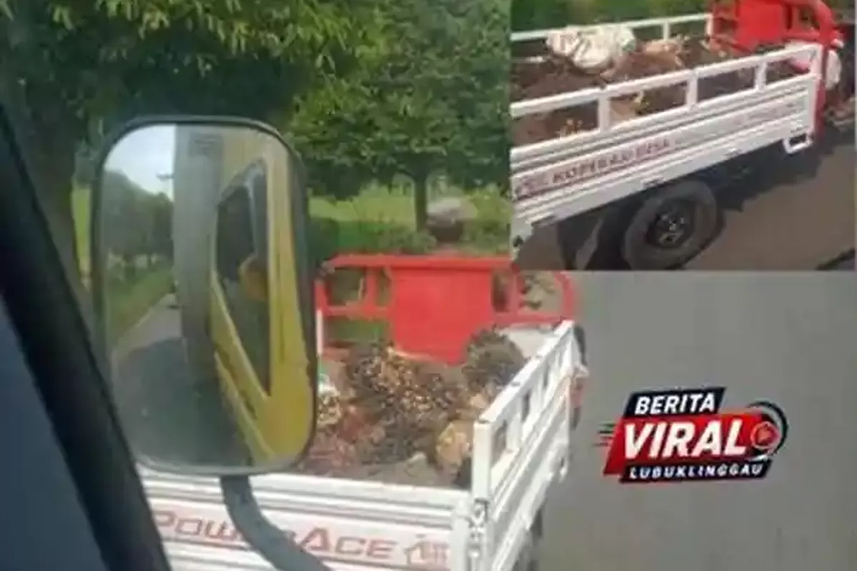 Motor Koperasi Desa di Musi Rawas Disorot, Angkut Sawit Picu Perbincangan Publik