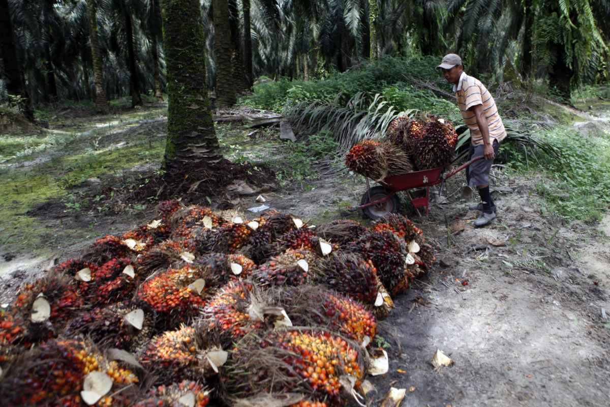 Ancaman Hilirisasi Sawit: Tanaman Rakyat Menua, Produktivitas Terancam Turun