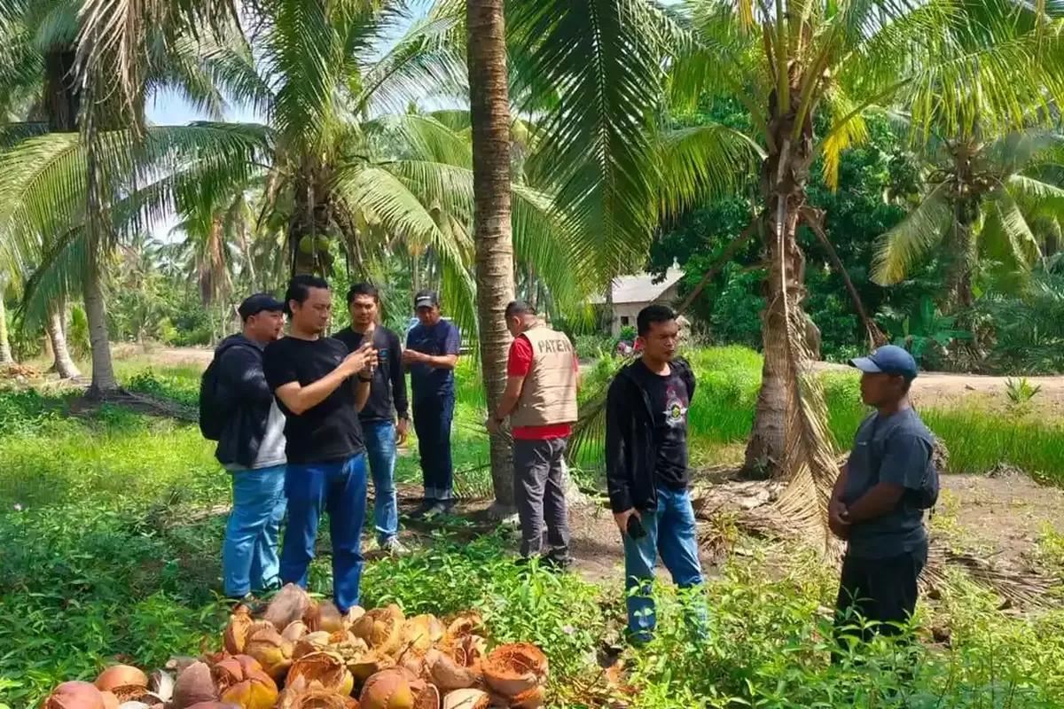 Dugaan Keterlibatan Oknum Polisi dalam Kasus Pencurian Kelapa Rp 60 Juta, Polda Sumsel Lakukan Penyelidikan
