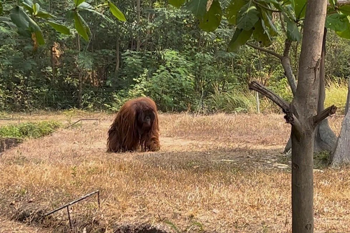 Kejutan di Jebres: Orangutan Didi Solo Safari Mengunjungi Permukiman Warga