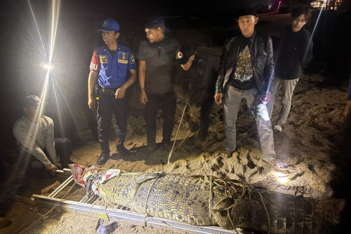 Ancaman Predator Air Tawar, Buaya Muara 3 Meter Berhasil Diamankan di Pantai Cihara