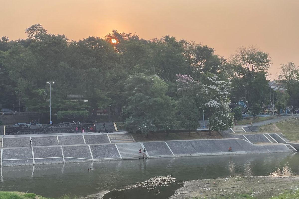 Banjir Kanal Barat Semarang Berubah Jadi Kanvas Alami: Keindahan Bunga Tabebuya di Senja Hari