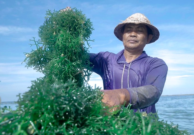 Bebas Bea Masuk AS, Rumput Laut RI Bidik Pasar Global Lebih Luas