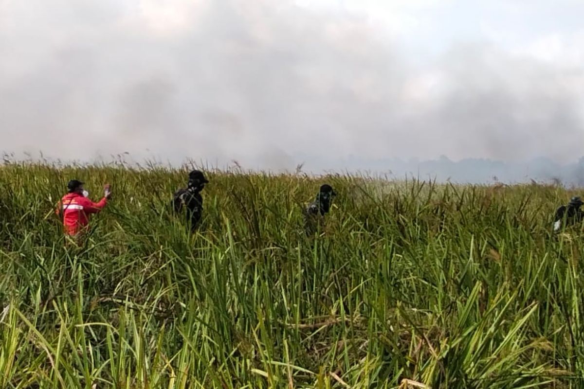 Upaya Sigap TNI Lindungi Ekosistem Taman Nasional Way Kambas dari Ancaman Kebakaran Hutan